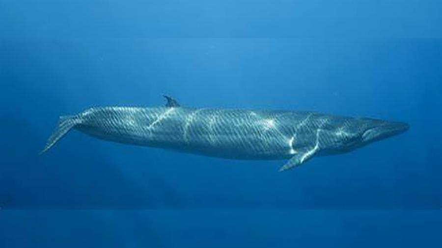 Киты Брайда