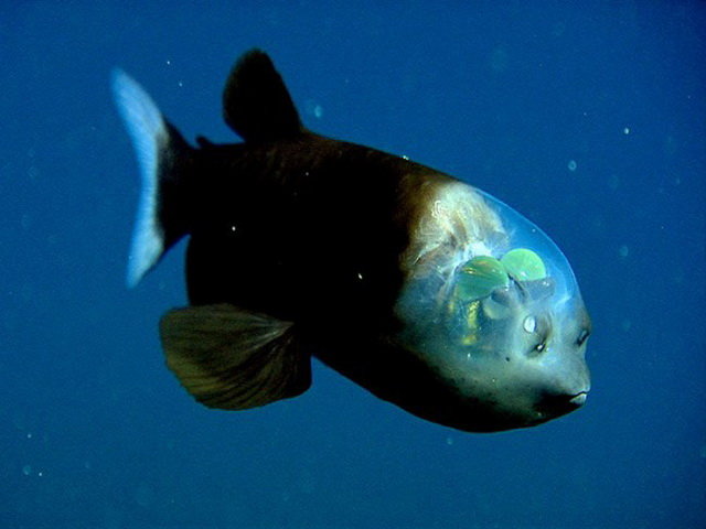 The Barreleye Fish (Macropinna microstoma)