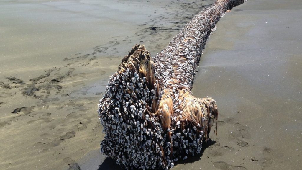 The “Muriwai Monster”