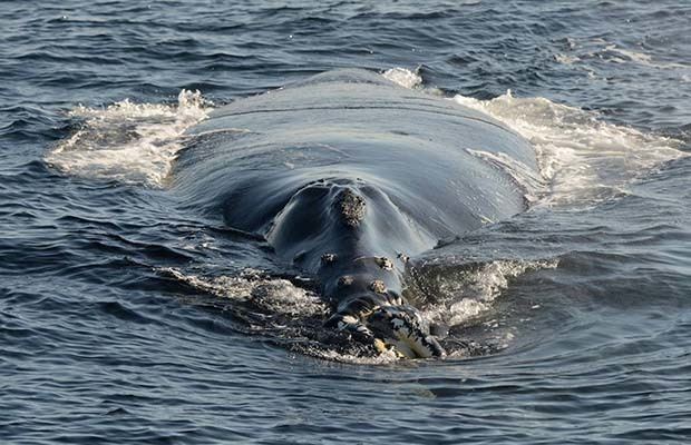 Японский кит (Eubalaena japonica)