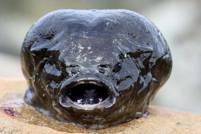 12 Жутких Существ Новой Зеландии