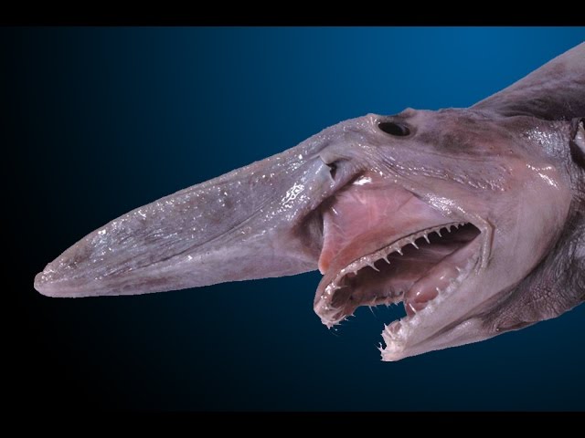 The Goblin Shark