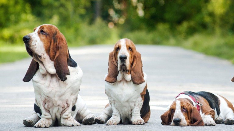 Basset Hound