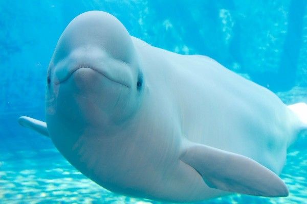 Beluga Whale