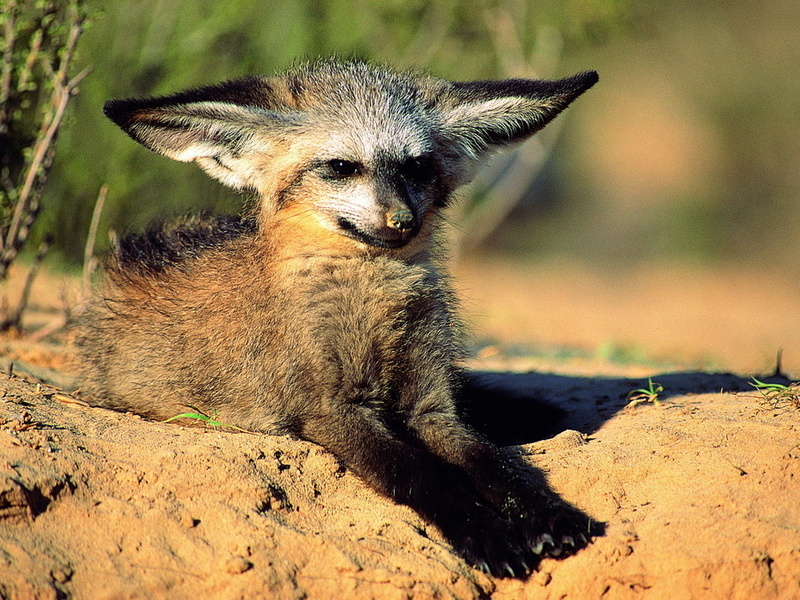 Bat-Eared Fox