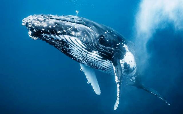 Горбатый кит