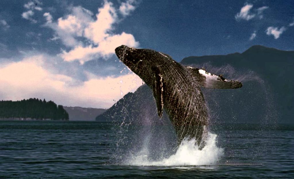 Гренландский кит