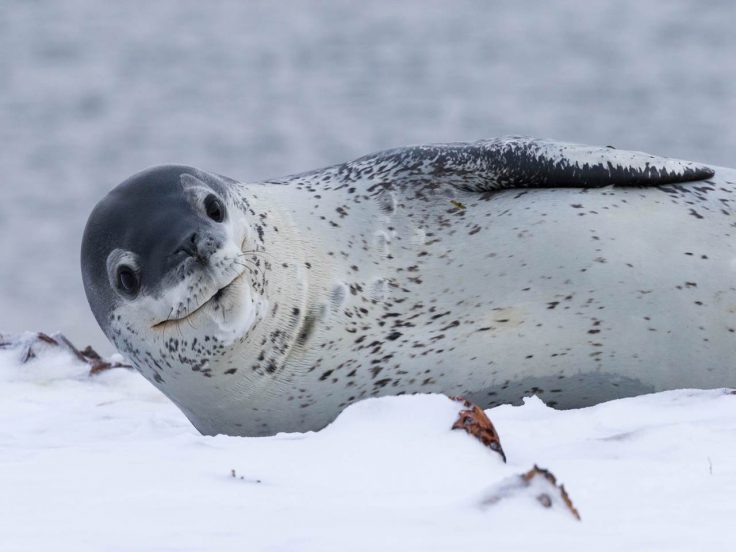 Leopard Seal