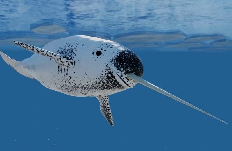 Narwhal