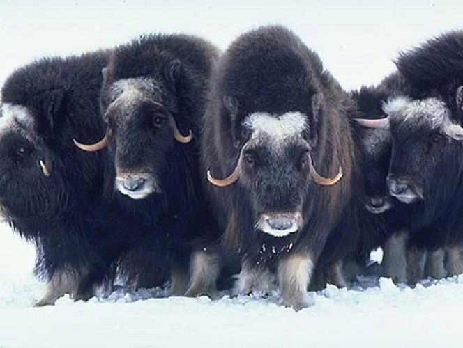 Musk Ox