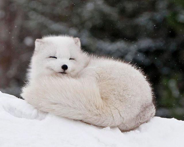 Arctic Fox