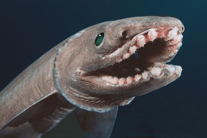 The Frilled Shark
