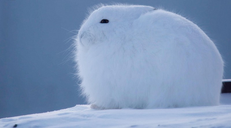 Arctic Hare