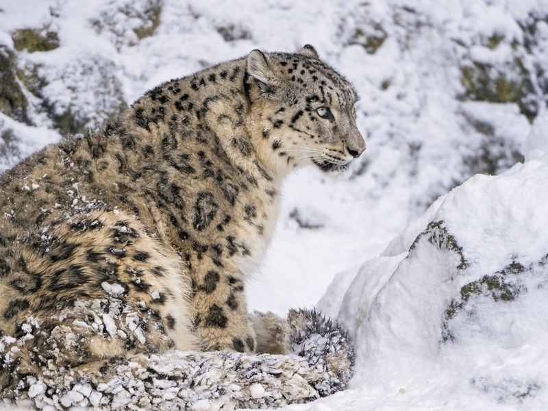 Snow Leopard: