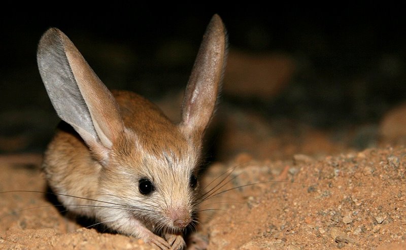 Jerboa