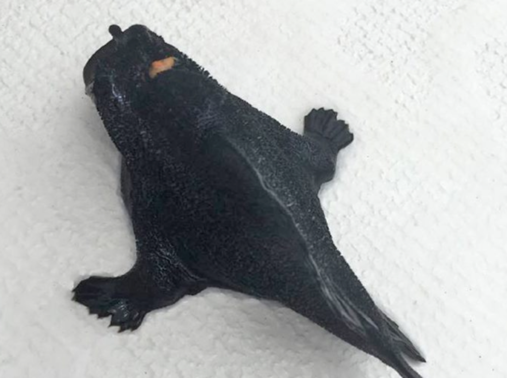 The Black Three-Legged Frogfish