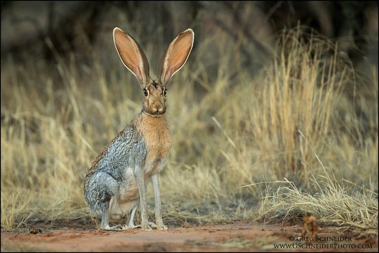 Black-Tailed Jackrabbit