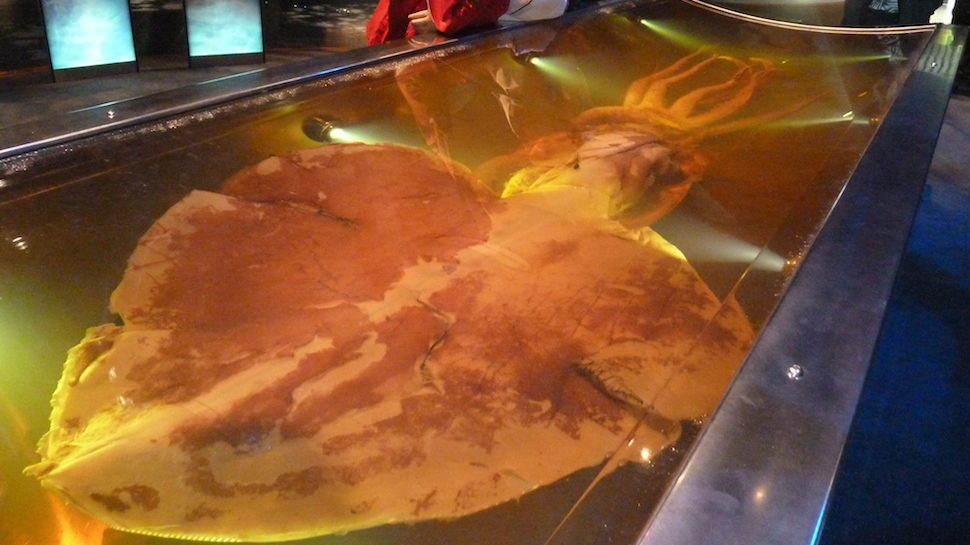 The Colossal Squid