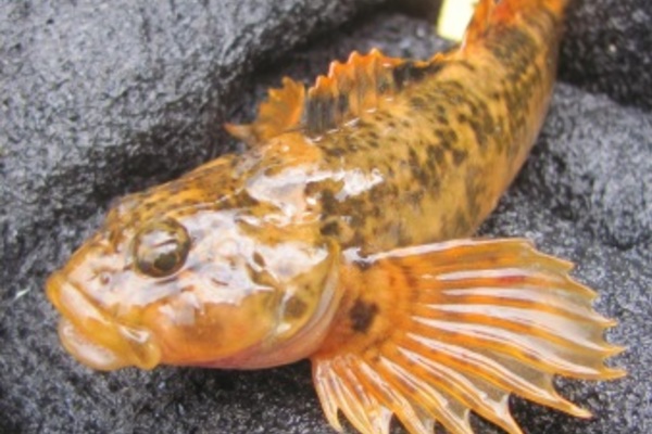 Clinocottus annals (Woolly Sculpin)