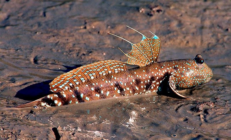 Mudskipper