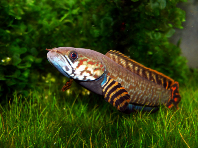 Snakehead 