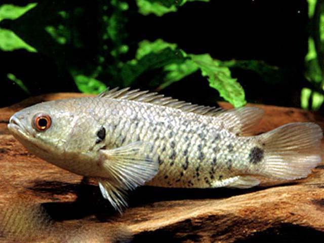Climbing Perch (Anabas)