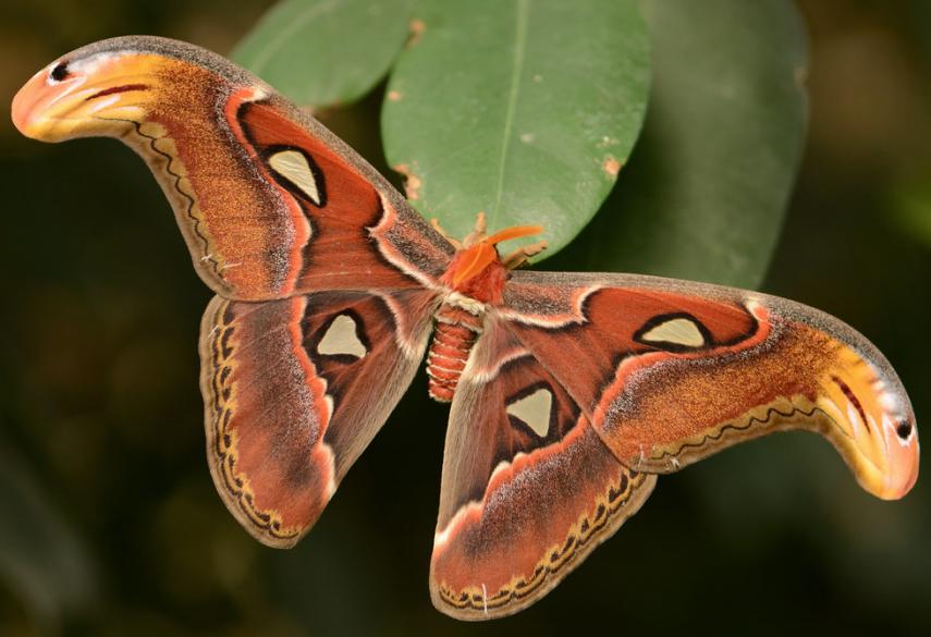 Atlas Moth (Attacus atlas)