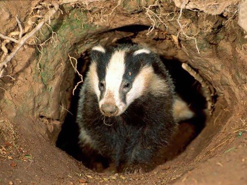 Badger