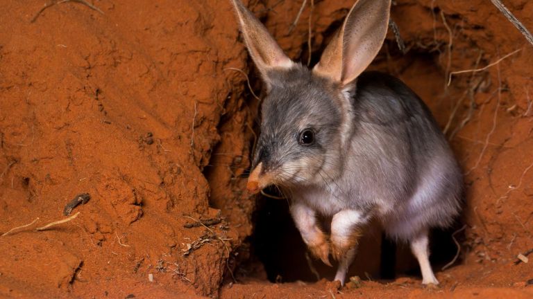 Bilby (Rabbit-Eared Bandicoot)