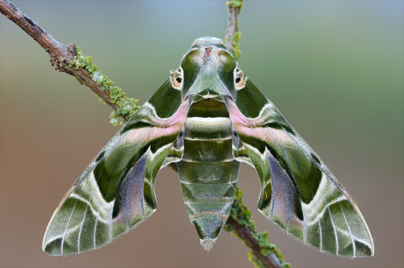 Oleander Hawk Moth (Daphnis nerii)