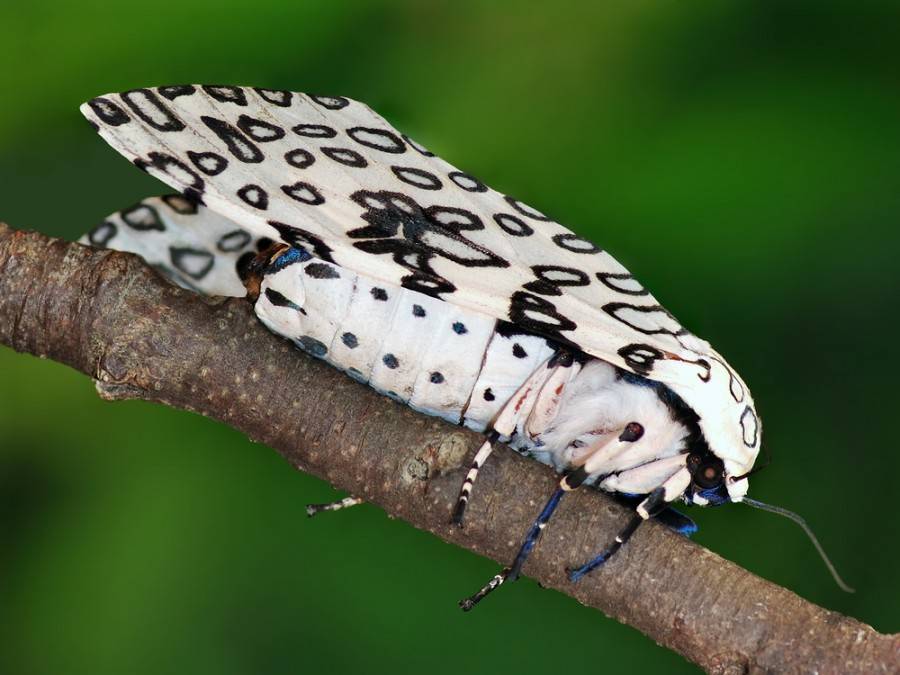 Giant Leopard Moth (Hypercompe scribonia)