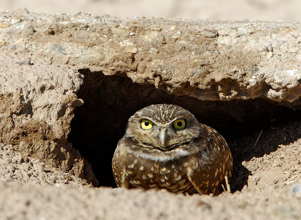 Burrowing Owl