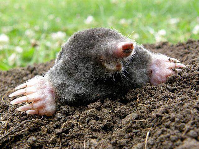 Mole