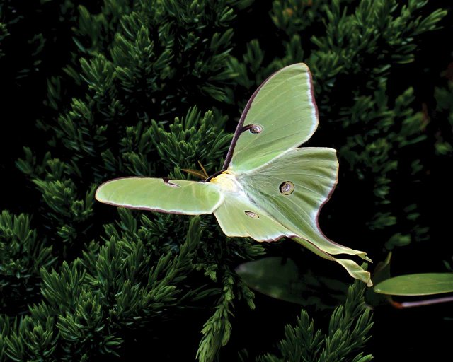 Luna Moth (Actias luna)