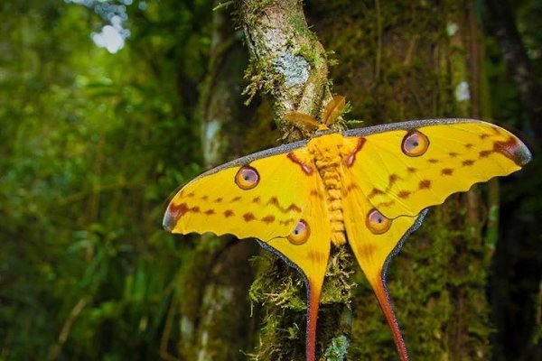 Madagascan Moon Moth (Argema mittrei)