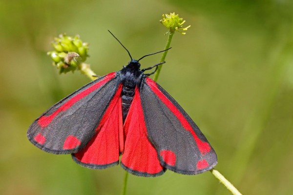 Cinnabar Moth (Tyria jacobaeae)