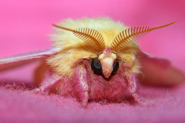Rosy Maple Moth (Dryocampa rubicunda)