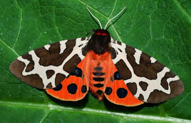 Garden Tiger Moth (Arctia caja)