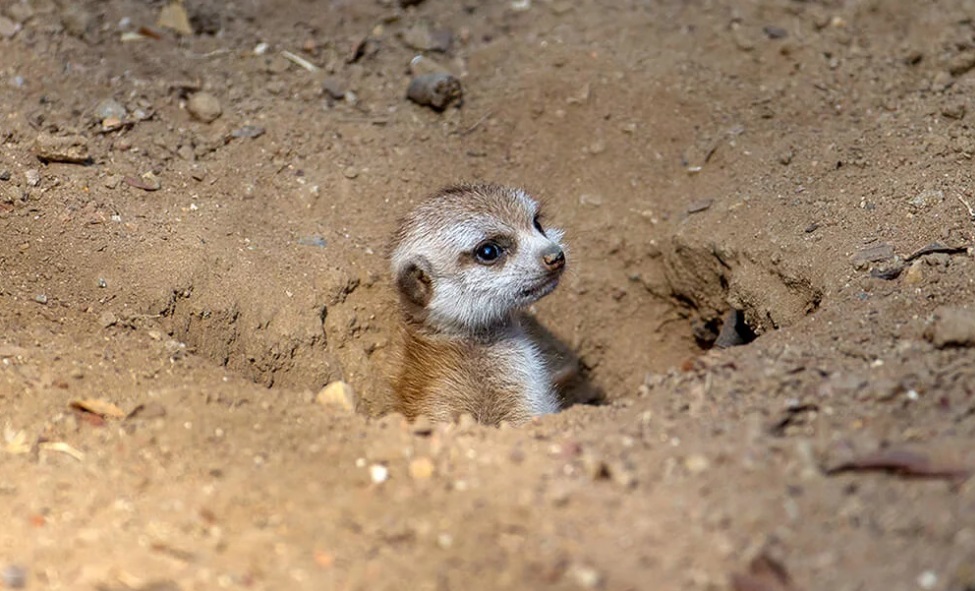 Meerkat
