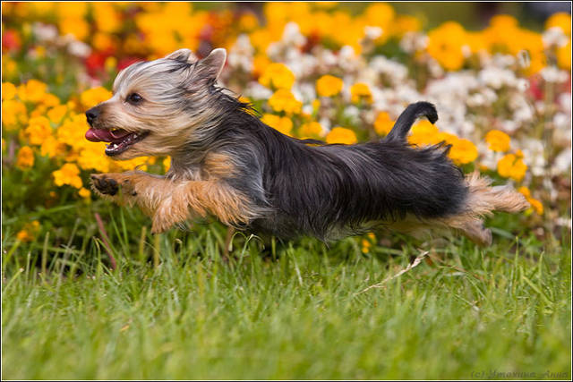 Шелковистый терьер