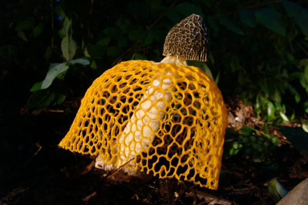 Вуалевые грибы-вонючки