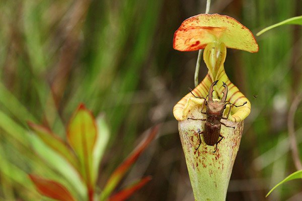 Nepenthes rafflesiana