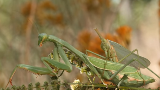 Богомол без головы