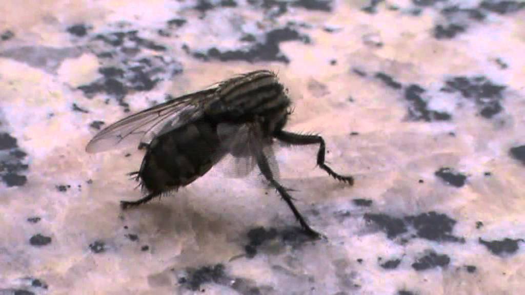 муха без головы