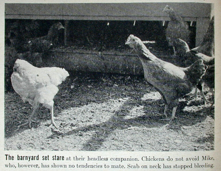 7 Животных, Которые Могут Жить Без Головы