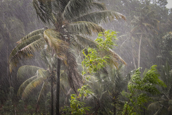 Интересные факты о тропических лесах
