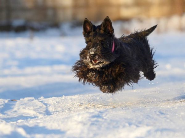 Шотландский терьер