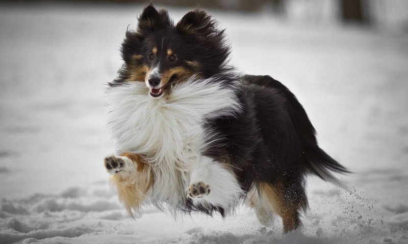 Шетландская овчарка