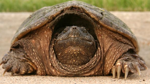 Каймановая черепаха