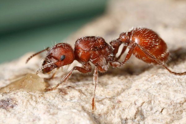 Red Imported Fire Ant